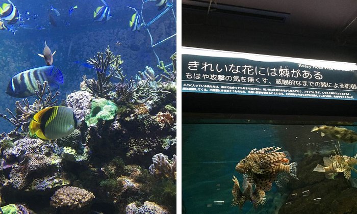 須磨水族園の珍しい魚たち