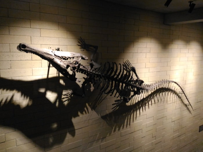 豊中市立文化芸術センターにあるマチカネワニの骨格のレプリカ