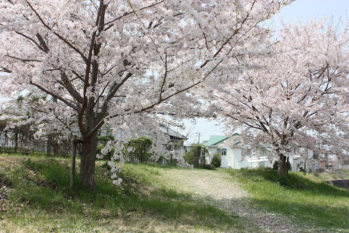 伊川沿いの桜並木