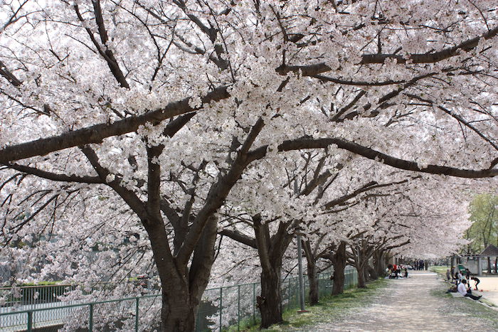 伊川沿いの桜並木