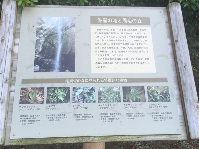 鮎屋の滝周辺の植物