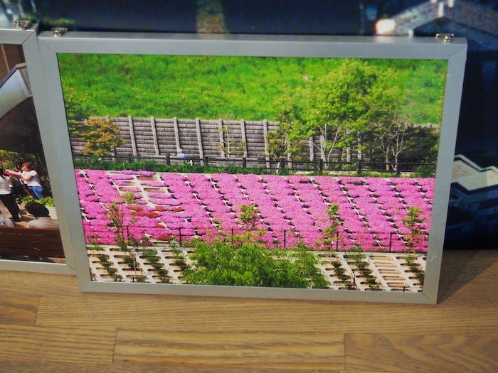 美しい芝桜が咲き誇る仁川百合野町地すべり資料館