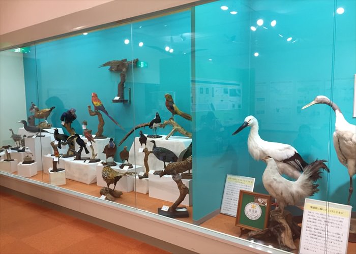 動物科学資料館の特別展示室の様子