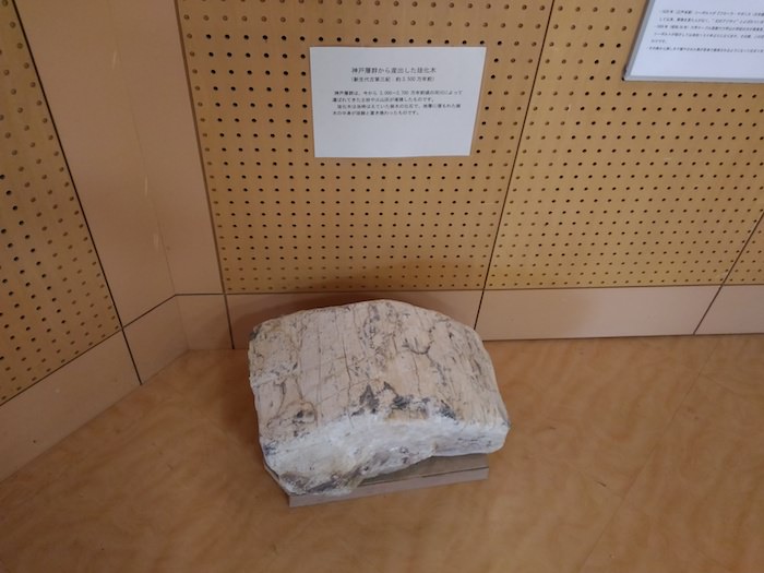 六甲山ビジターセンター 化石の展示物