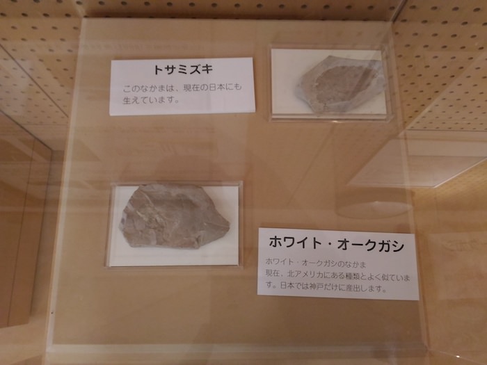 六甲山ビジターセンター 化石の展示物
