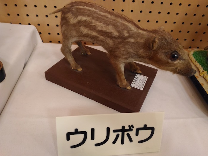 六甲山ビジターセンター 動物に関する展示
