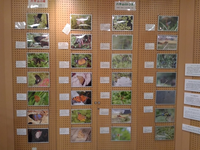 六甲山ビジターセンターの昆虫に関する展示