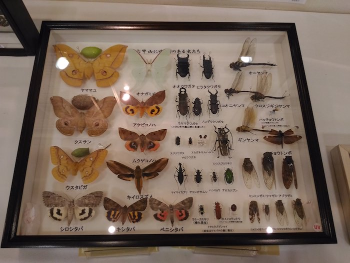 六甲山ビジターセンターの昆虫に関する展示