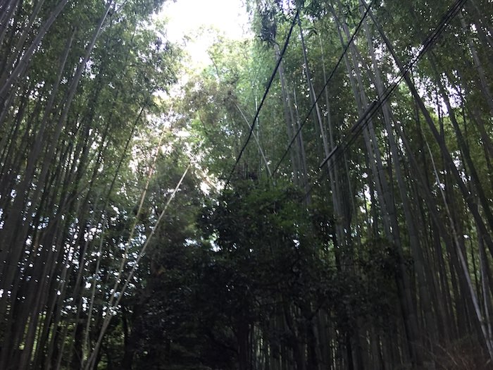 嵐山竹林の小径 荘厳な竹林