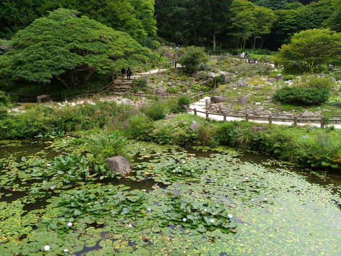 六甲高山植物園ロックガーデン休憩所前の蓮の池