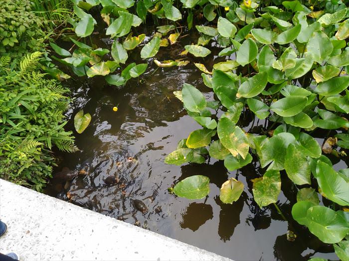 六甲高山植物園ロックガーデンの蓮の池に生息している鯉