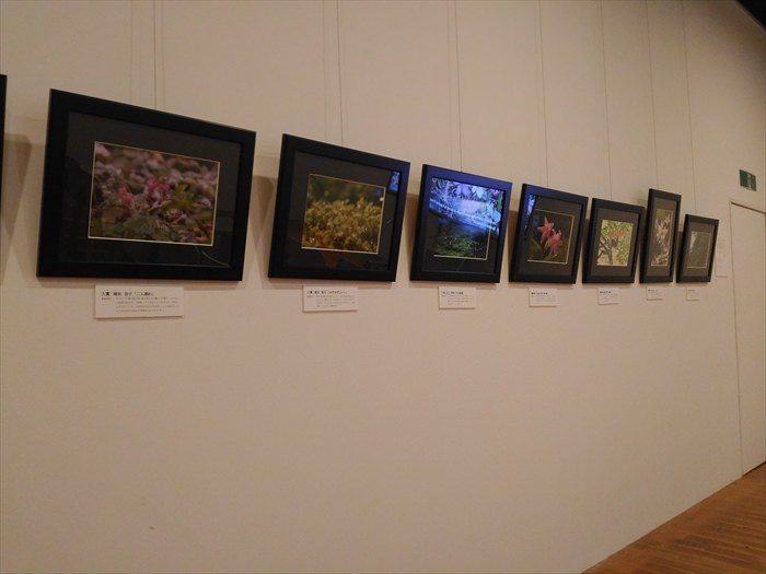 六甲高山植物園のお土産ショップアルピコラに展示されている高山植物の写真