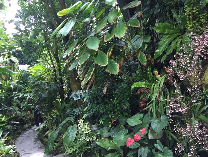 咲くやこの花館の熱帯雨林室の様子