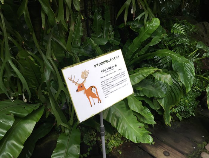 日本にいながらジャングルにいるような体験が出来る植物園