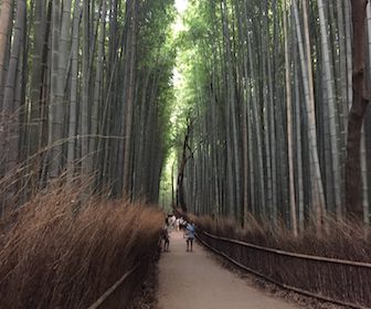 お嵐山竹林の小径（京都府）