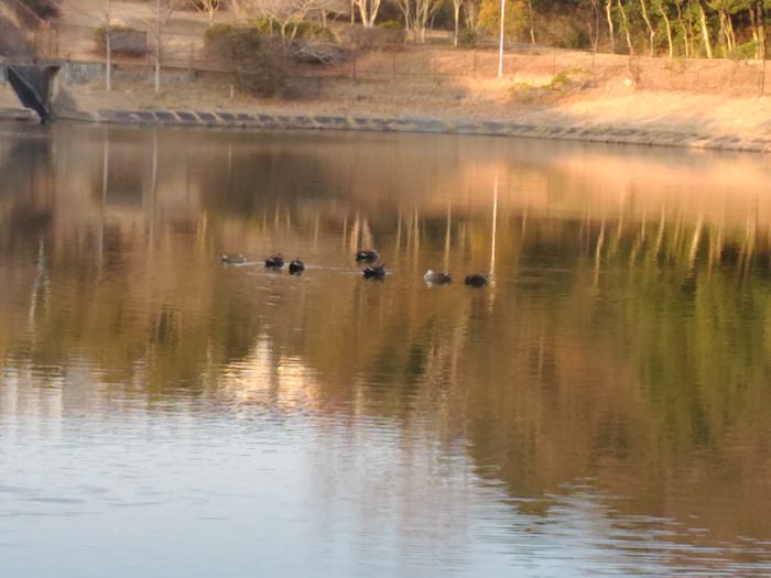 土池公園 鴨も見れる池