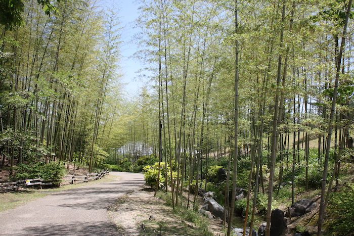 けいはんな記念公園 美しい竹林