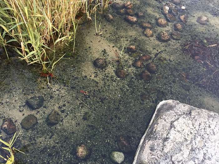 ポートアイランド中央緑地公園の小川の水質