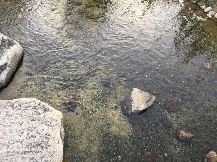 ポートアイランド中央緑地公園の小川の水深