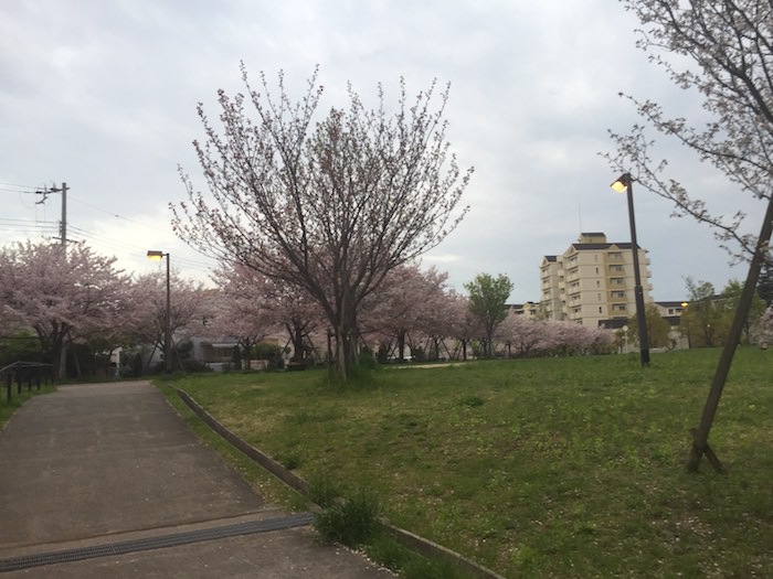 桜が咲き誇る高須東公園