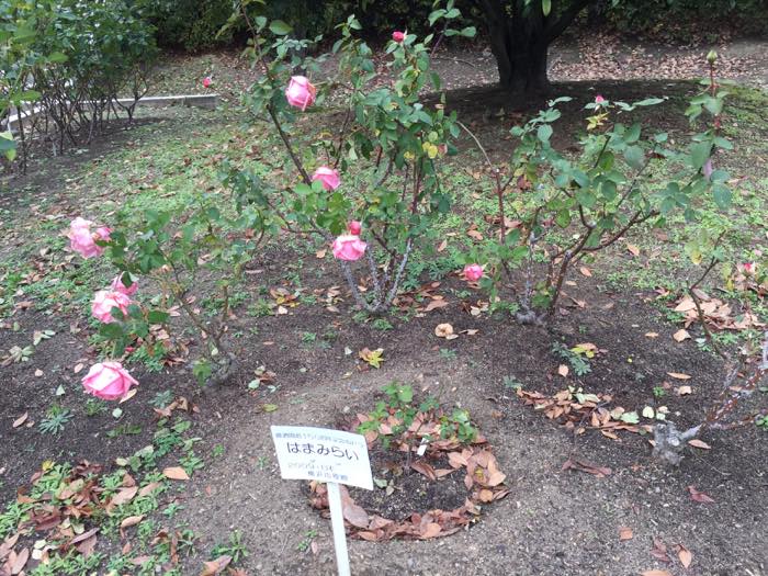 豊島公園ピンク色のバラ