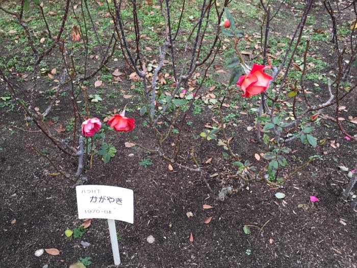 豊島公園赤色のバラ