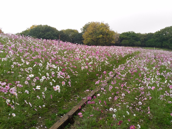 花博記念公園鶴見緑地 咲き誇るコスモス畑