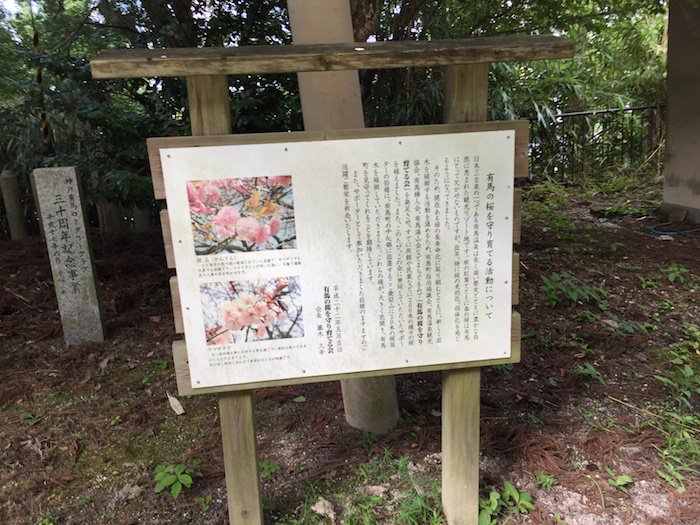 湯泉神社 桜の木