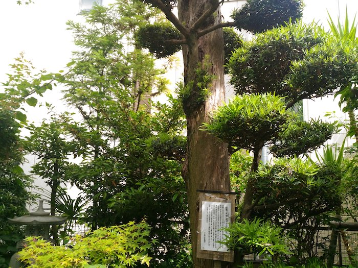 一宮神社の犬槙の木