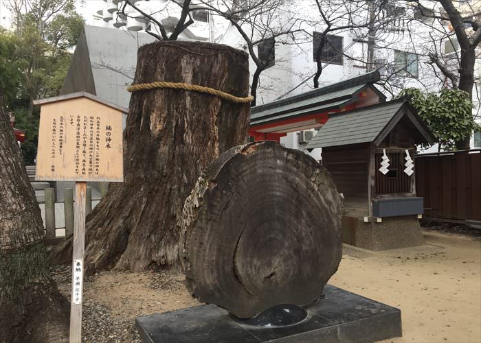 生田神社の「楠の神木」