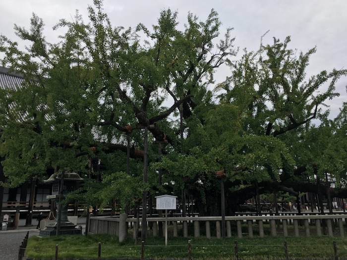 西本願寺 樹齢400年の水吹き銀杏