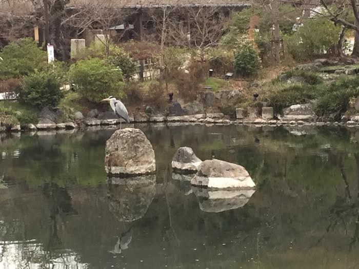 八坂神社の円山公園の日本庭園