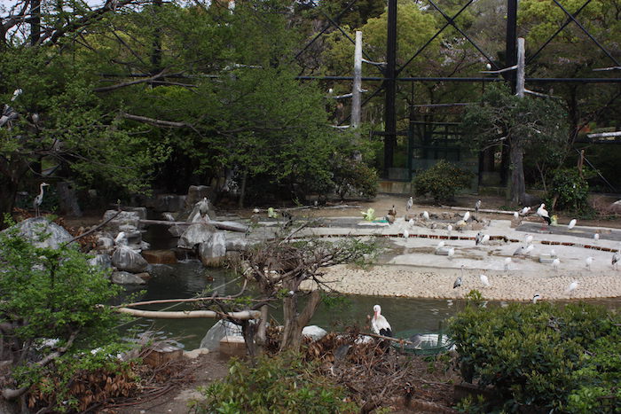 天王寺動物園 鳥の楽園