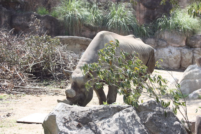 天王寺動物園 魅力的な動物がいっぱい