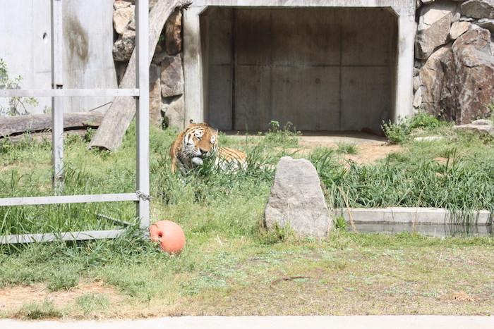 天王寺動物園 魅力的な動物がいっぱい