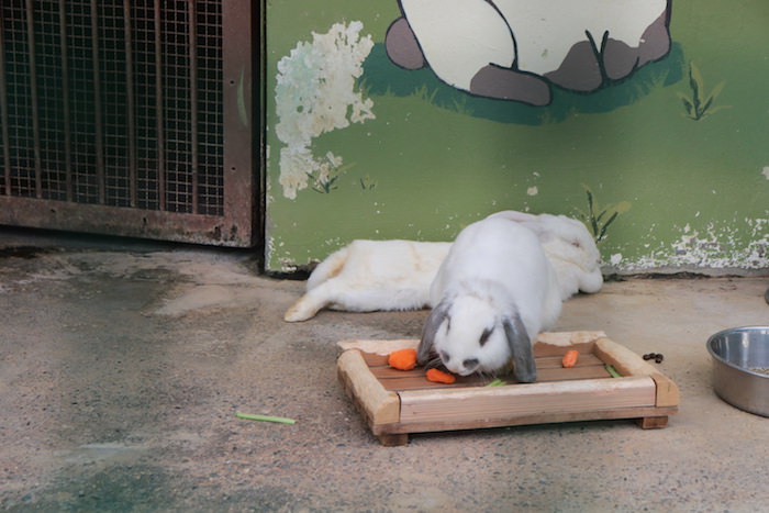 和歌山公園動物園 子供に人気のウサギ