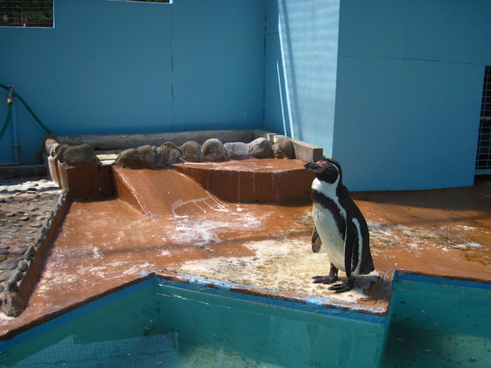 和歌山公園動物園 フルボルトペンギン