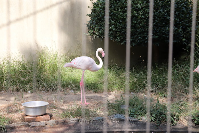 和歌山公園動物園の水禽園 フラミンゴ