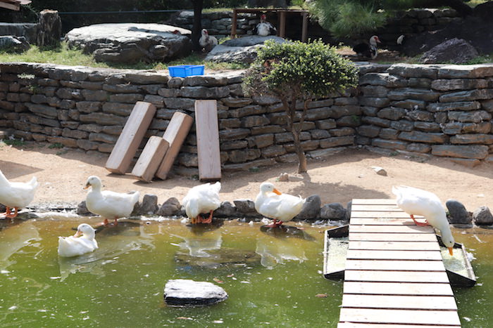 和歌山公園動物園の水禽園 愛らしいアヒル