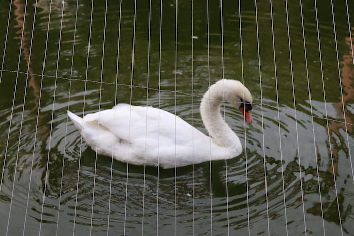 和歌山公園動物園の水禽園 ポリスブラウン